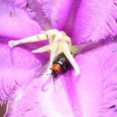 Galerucini sp. (tribe) (A galerucine leaf beetle) at Mongarlowe River - 13 Jan 2024 by LisaH