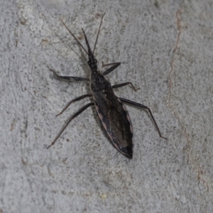 Piestolestes obscurus at Higgins Woodland - 16 Nov 2023