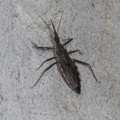 Piestolestes obscurus at Higgins Woodland - 16 Nov 2023 02:14 PM