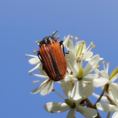 Castiarina erythroptera (Lycid Mimic Jewel Beetle) at QPRC LGA - 13 Jan 2024 by LisaH