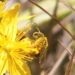 Lasioglossum (Chilalictus) sp. (genus & subgenus) (Halictid bee) at Black Street Grasslands to Stirling Ridge - 13 Jan 2024 by MichaelMulvaney