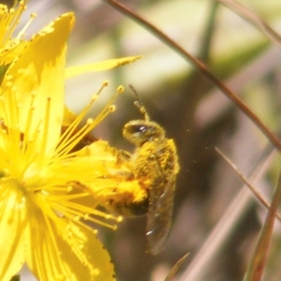 Lasioglossum (Chilalictus) sp. (genus & subgenus) (Halictid bee) at Yarralumla Grassland (YGW) - 13 Jan 2024 by MichaelMulvaney