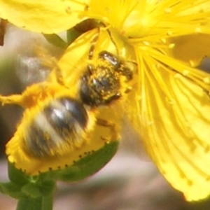 Lasioglossum (Chilalictus) sp. (genus & subgenus) at Yarralumla Grassland (YGW) - 13 Jan 2024 11:19 AM