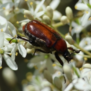 Bisallardiana gymnopleura at suppressed - 13 Jan 2024