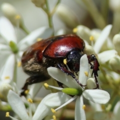 Bisallardiana gymnopleura at suppressed - 13 Jan 2024