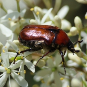 Bisallardiana gymnopleura at QPRC LGA - suppressed