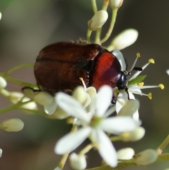 Bisallardiana gymnopleura at suppressed - 13 Jan 2024