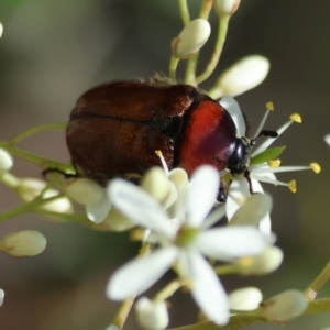 Bisallardiana gymnopleura at suppressed - 13 Jan 2024