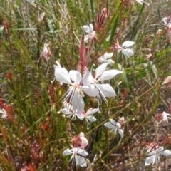 Oenothera lindheimeri (Clockweed) at Black Street Grasslands to Stirling Ridge - 12 Jan 2024 by MichaelMulvaney