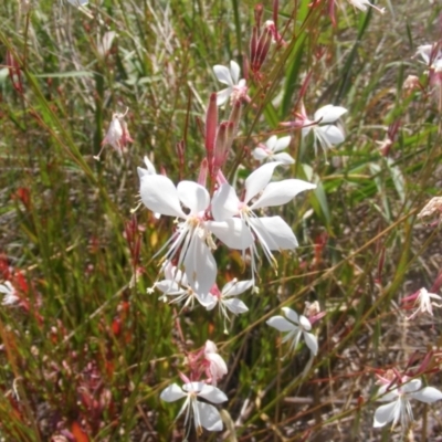 Oenothera lindheimeri (Clockweed) at Black Street Grasslands to Stirling Ridge - 13 Jan 2024 by MichaelMulvaney