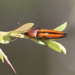 Elateridae sp. (family) (Unidentified click beetle) at QPRC LGA - 13 Jan 2024 by LisaH