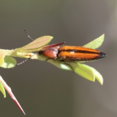 Elateridae sp. (family) (Unidentified click beetle) at Mongarlowe River - 13 Jan 2024 by LisaH