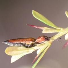 Elateridae sp. (family) at QPRC LGA - suppressed