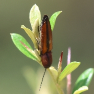 Elateridae sp. (family) at QPRC LGA - suppressed