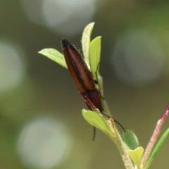 Elateridae sp. (family) at QPRC LGA - suppressed