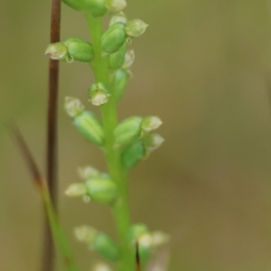 Microtis parviflora at QPRC LGA - 13 Jan 2024