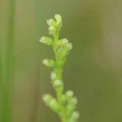 Microtis parviflora at QPRC LGA - suppressed