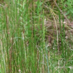 Microtis parviflora at QPRC LGA - suppressed