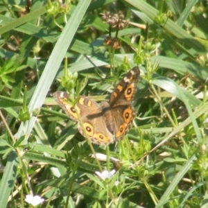 Junonia villida at Yarralumla Grassland (YGW) - 13 Jan 2024