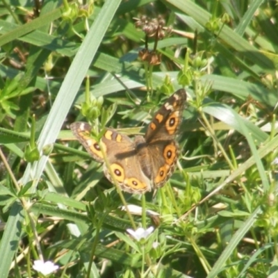 Junonia villida (Meadow Argus) at Yarralumla Grassland (YGW) - 13 Jan 2024 by MichaelMulvaney