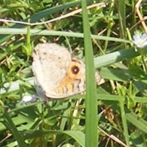 Junonia villida at Yarralumla Grassland (YGW) - 13 Jan 2024 11:27 AM