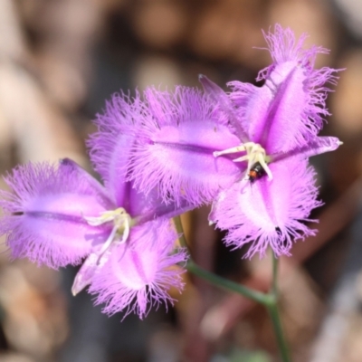 Thysanotus tuberosus subsp. tuberosus (Common Fringe-lily) at Mongarlowe River - 13 Jan 2024 by LisaH