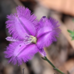 Thysanotus tuberosus subsp. tuberosus at QPRC LGA - 13 Jan 2024