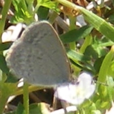 Zizina otis (Common Grass-Blue) at Black Street Grasslands to Stirling Ridge - 13 Jan 2024 by MichaelMulvaney