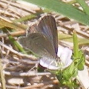 Zizina otis at Yarralumla Grassland (YGW) - 13 Jan 2024