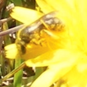 Lasioglossum (Chilalictus) sp. (genus & subgenus) at Yarralumla Grassland (YGW) - 13 Jan 2024