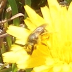 Lasioglossum (Chilalictus) sp. (genus & subgenus) at Yarralumla Grassland (YGW) - 13 Jan 2024