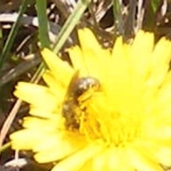 Lasioglossum (Chilalictus) sp. (genus & subgenus) at Yarralumla Grassland (YGW) - 13 Jan 2024