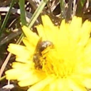 Lasioglossum (Chilalictus) sp. (genus & subgenus) at Yarralumla Grassland (YGW) - 13 Jan 2024 11:30 AM