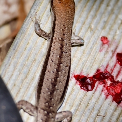 Lampropholis guichenoti (Common Garden Skink) at Mongarlowe, NSW - 12 Jan 2024 by LisaH