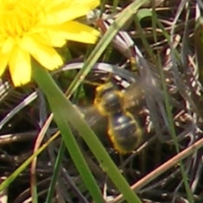 Lasioglossum (Chilalictus) sp. (genus & subgenus) (Halictid bee) at Black Street Grasslands to Stirling Ridge - 13 Jan 2024 by MichaelMulvaney