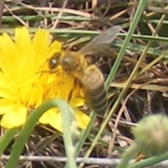 Apis mellifera (European honey bee) at Black Street Grasslands to Stirling Ridge - 13 Jan 2024 by MichaelMulvaney