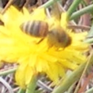 Apis mellifera at Yarralumla Grassland (YGW) - 13 Jan 2024