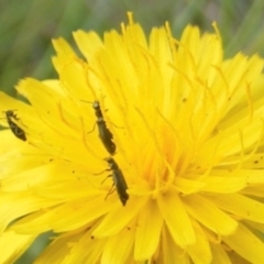 Dasytinae (subfamily) (Soft-winged flower beetle) at Black Street Grasslands to Stirling Ridge - 13 Jan 2024 by MichaelMulvaney