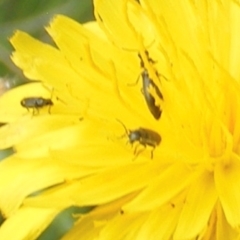 Dasytinae (subfamily) at Yarralumla Grassland (YGW) - 13 Jan 2024 11:07 AM