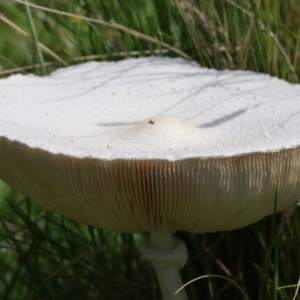 Macrolepiota dolichaula at QPRC LGA - suppressed