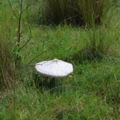 Macrolepiota dolichaula at QPRC LGA - suppressed