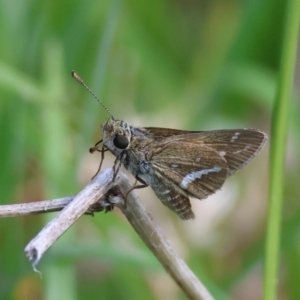 Taractrocera papyria at QPRC LGA - 13 Jan 2024