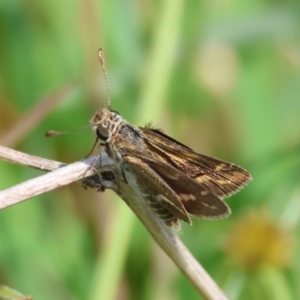 Taractrocera papyria at QPRC LGA - 13 Jan 2024