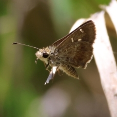 Toxidia parvula (Banded Grass-skipper) at Mongarlowe River - 13 Jan 2024 by LisaH