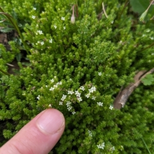 Asperula pusilla at Namadgi National Park - 11 Jan 2024