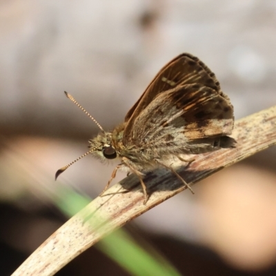 Toxidia parvula (Banded Grass-skipper) at QPRC LGA - 13 Jan 2024 by LisaH