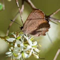 Paralucia pyrodiscus (Fiery Copper) at Mongarlowe River - 13 Jan 2024 by LisaH