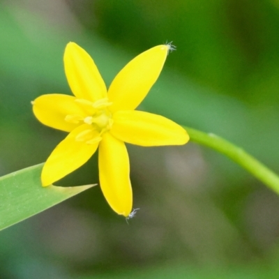 Hypoxis hygrometrica (Golden Weather-grass) at Mongarlowe River - 12 Jan 2024 by LisaH