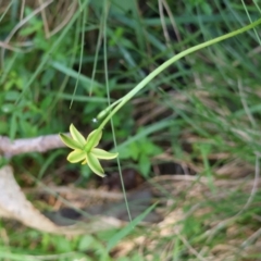 Hypoxis hygrometrica at QPRC LGA - suppressed