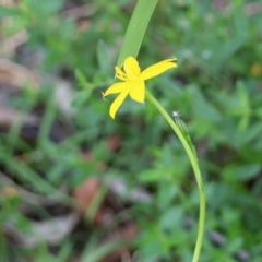 Hypoxis hygrometrica at QPRC LGA - suppressed